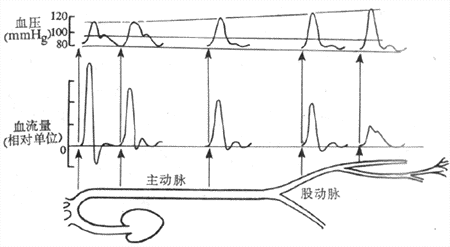 主动脉和外周动脉的脉搏压、平均压和血流变化