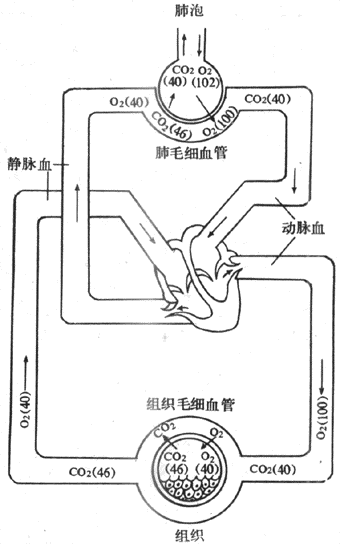 气体交换示意图 数字为气体分压mmHg