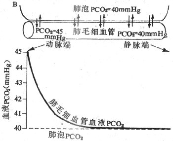 肺毛细血管血液从肺泡摄取O2（A）和向肺泡排出CO2（B）的过程