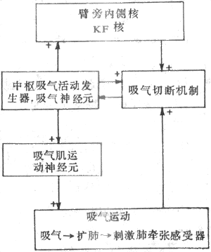 呼吸节律形成机制简化模式图