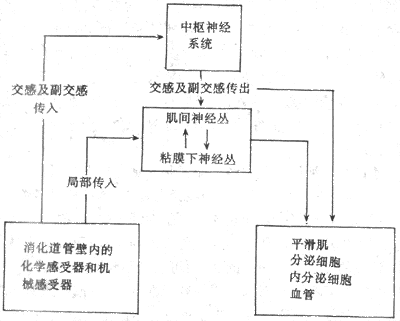 消化系统的局部和中枢性反射通路