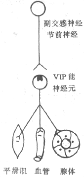 血管活性肠肽（VIP）能神经支配的设想图