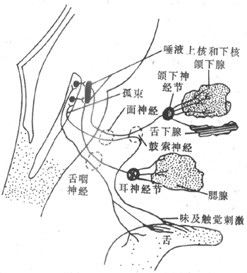 唾液腺的神经支配