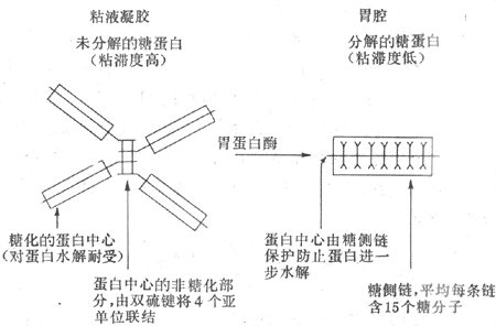 胃粘液糖蛋白结构的示意图