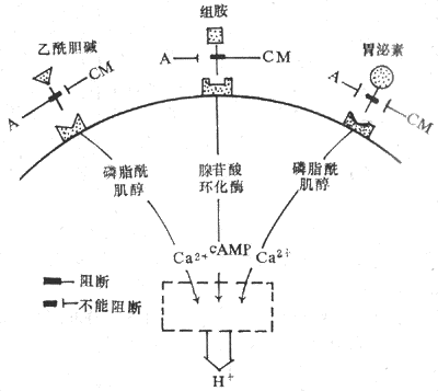 三种刺激胃酸分泌的内源性物质的作用及相互关系