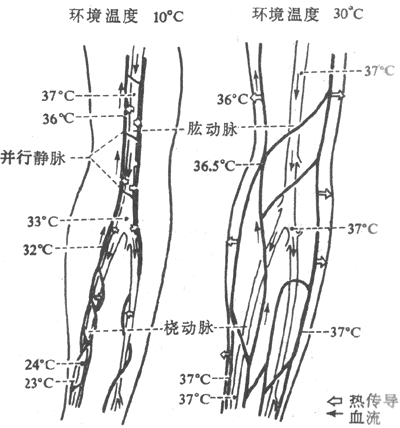 上肢的逆流热量交换