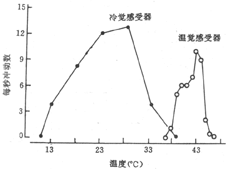 大鼠阴囊皮肤冷觉和温觉感受器