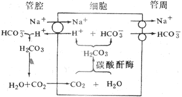 肾小管上皮细胞生成和分泌H+示意图