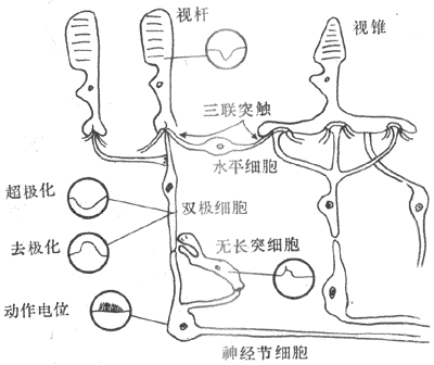 视网膜各类细胞排列及其产生的电反应的类型示意图