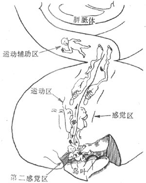 大脑皮层体表感觉与躯体运动功能代表区示意图