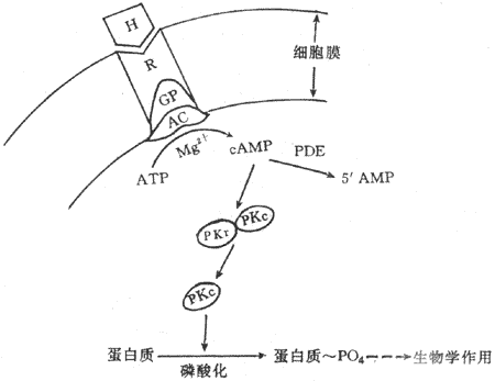 含氧激素作用机制示意图