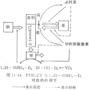 PTH、CT与1,25-(OH)2-D3对血钙的调节