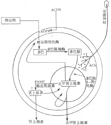 肾上腺髓质激素生物合成示意图