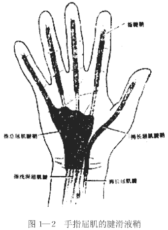 手指屈肌的腱滑液鞘