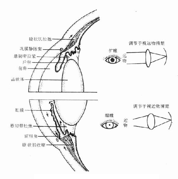 M胆碱受体激动药和阻断药对眼的作用