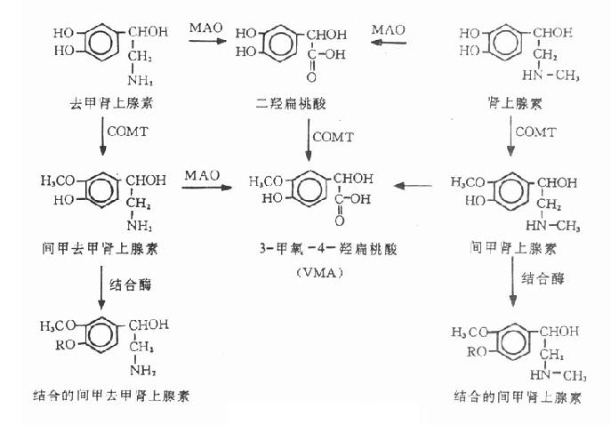 儿茶酚胺的代谢