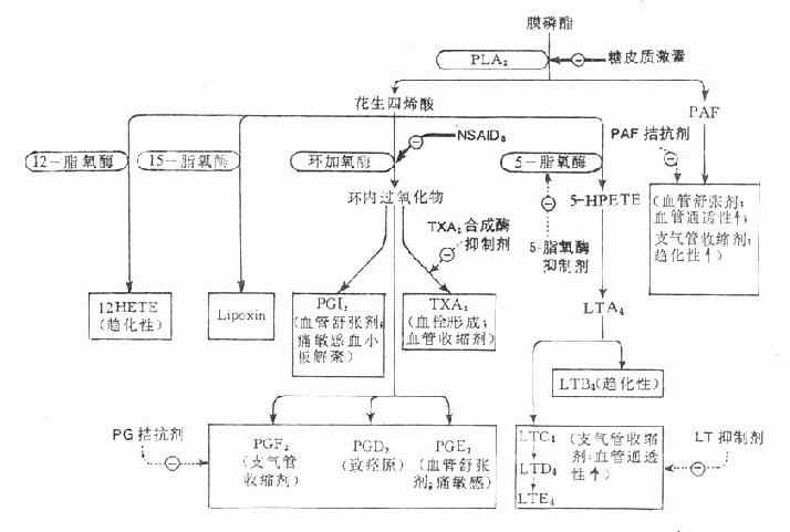 自膜磷脂生成的各种物质及其作用以及抗炎药的作用部位示意图