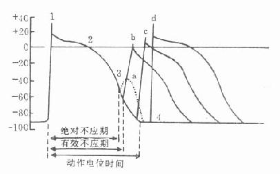 不应期与动作电位时间