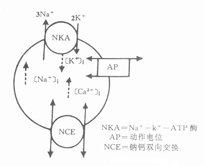 强心甙作用机制示意图