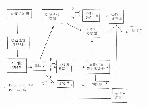 久用扩血管药后其神经内分泌及植物神经的反射作用