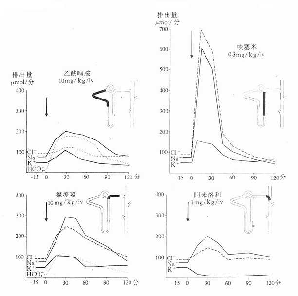 比较三类（四个药）重要利尿药的作用部位（在肾单位用黑色标记）、作用强度、作用持续时间以及不同电解质自尿中的排出量