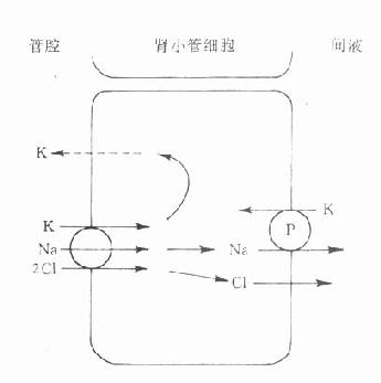 髓袢升枝粗段细胞的Na+、K+、2Cl-共同转运系统