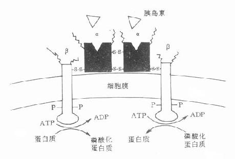 胰岛素受体的基本结构