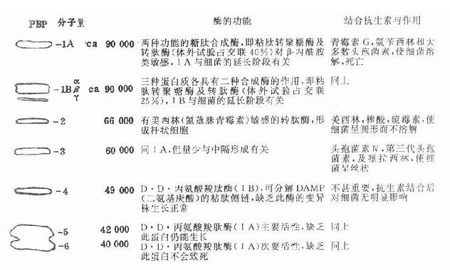 大肠杆菌PBPs的酶功能及与其结合的抗生素的作用