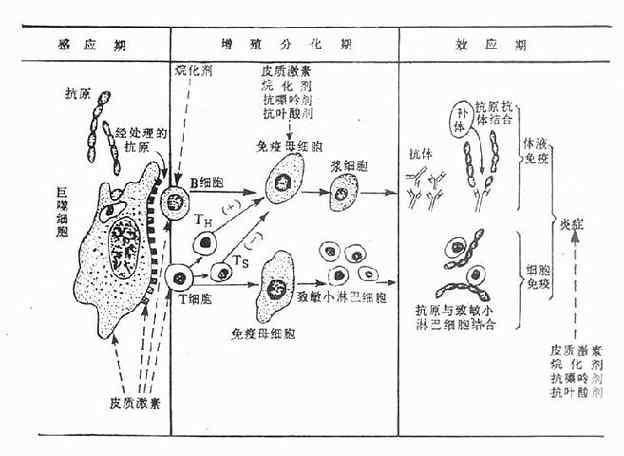 免疫反应的基本过程和药物作用环节