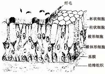  假复层纤毛柱状上皮模式图