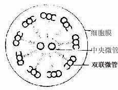 纤毛横切面超微结构模式图 