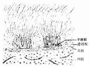 半桥粒和基膜超微结构模式图 