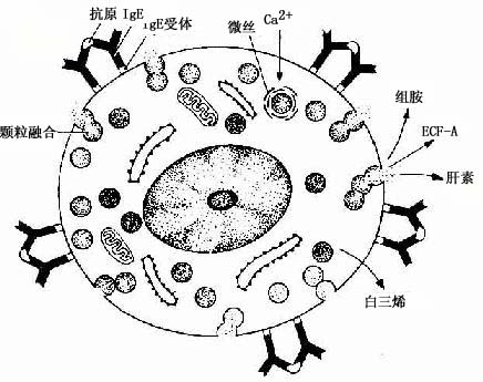  肥大细胞脱颗粒示意图