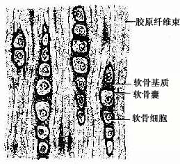 纤维软骨 