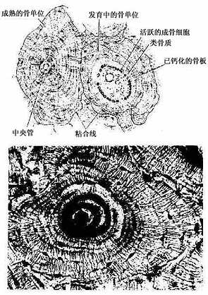 骨单位 