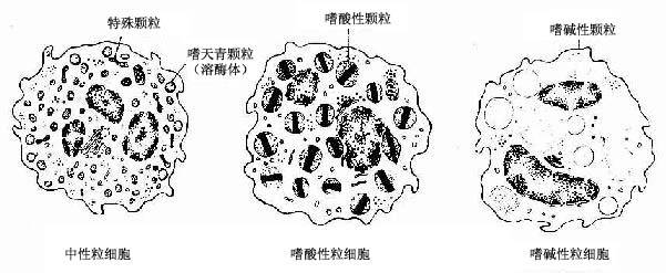  三种粒细胞超微结构模式图