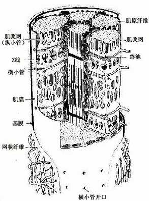 骨骼肌纤维超微结构立体模式图 