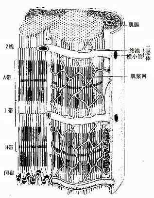 心肌纤维超微结构立体模式图 