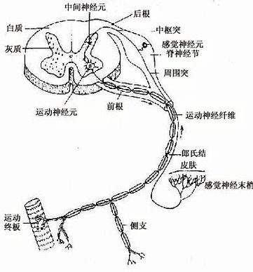  脊髓及脊神经，示三种神经元的关系