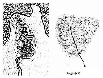 有被囊的感觉神经末梢 