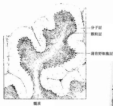  小脑切面