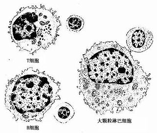 T细胞、B细胞及大颗粒淋巴细胞 