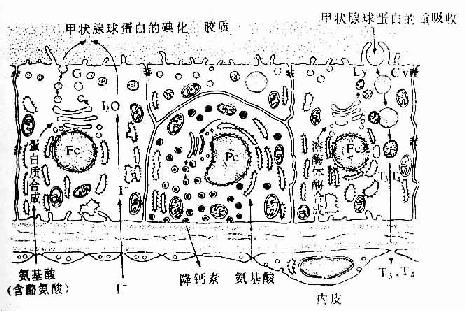  甲状腺滤泡上皮细胞