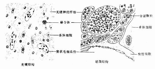 垂体神经部结构模式图 