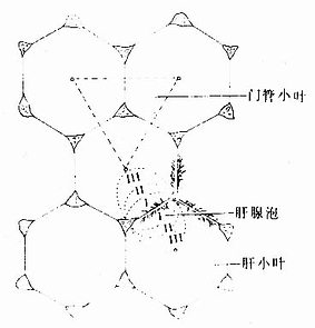 肝小叶、门管小叶与肝腺泡的关系图解 