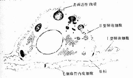 Ⅱ型肺泡细胞超微结构模式图 