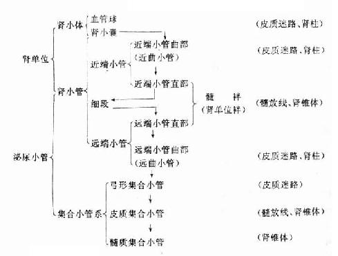 泌尿小管组成和各段的位置 