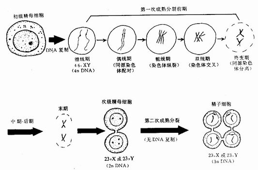 生殖细胞成熟分裂示意图 