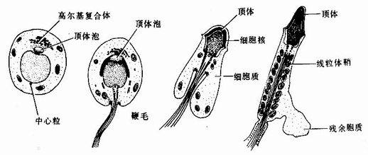  精子形成模式图 