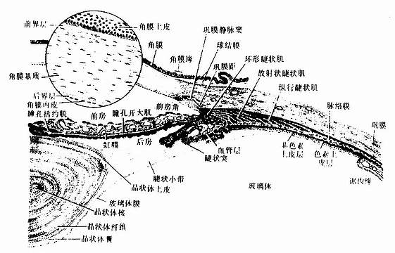 眼球前半部切面 